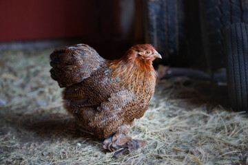 beautiful brown chicken in a barn on a farm
