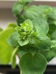 close up of oregano leaves