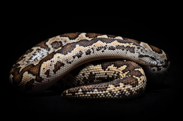 Close up of a Common Sand Boa (Eryx conicus) with black background. Snake.