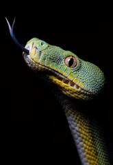 Head close up of a Morelia viridis snake with black background.