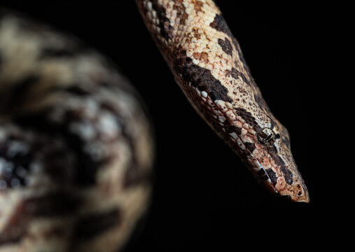 Head close up of a Ground Boa (Candoia paulsoni) with black background. Snake.