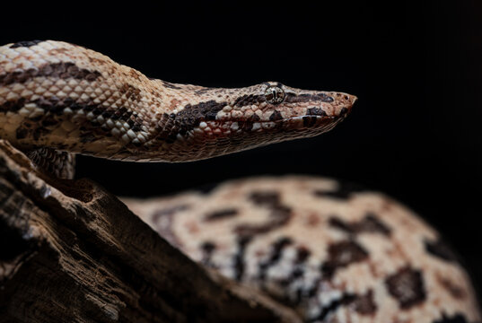 Head close up of a Ground Boa (Candoia paulsoni) with black background. Snake.