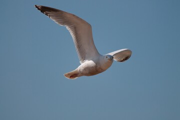 Seagull Flying