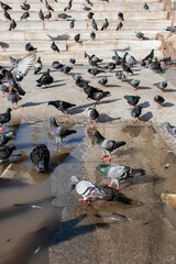 pigeons  in the the urban environment