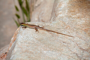 lizard on stone