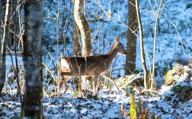 VELEBIT MOUNTAIN, CROATIA, November 2020 - Roe deer walking through the forest. 