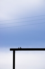 electric pole and birds 