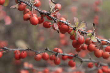 Close-up of a ripe red berries of barberry on branch. Autumn (fall). Berberis vulgaris