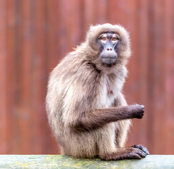 baboon at the zoo
