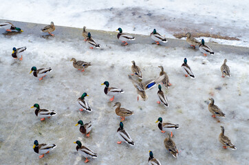 Fototapeta premium Wild ducks and drakes walk on ice. Waterfowl in winter weather.