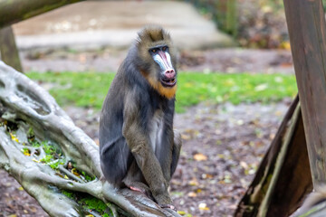 mandrill at the zoo