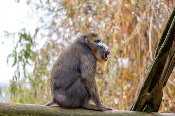 Obraz premium mandrill in the zoo