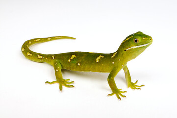 Green Tree Gecko // Grüner Baumgecko (Naultinus elegans)