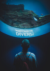 Watch for divers boy staring up at fish in an aquarium
