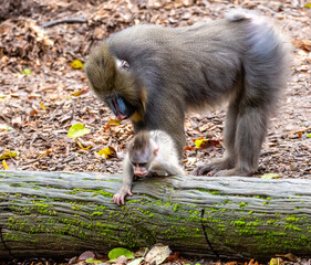 Mandrill Family