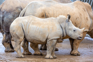 Fototapeta premium rhino in the zoo