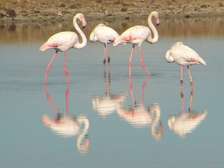 Greater Flamingo (Phoenicopterus roseus)