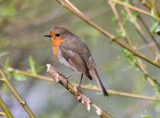 Robin Bird