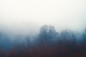 Fototapeta na wymiar Autumn dense fog. Silhouettes of trees in the haze of the forest. Mood of serenity, loneliness and peace