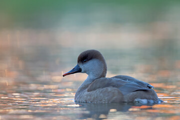 A female red-crested pochard (Netta rufina) swimming and foraging in a colorful pond in the city.