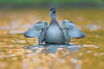 A female red-crested pochard (Netta rufina) stretching its wings in a colorful pond in the city.