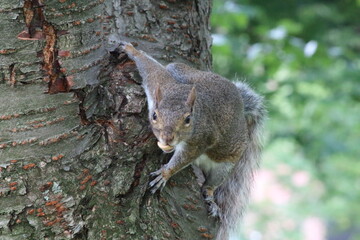 Grey squirrel in the park