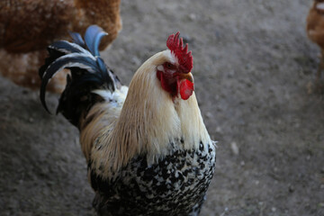 rooster in the farm close up