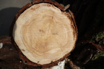 annual rings on a sawn tree trunk