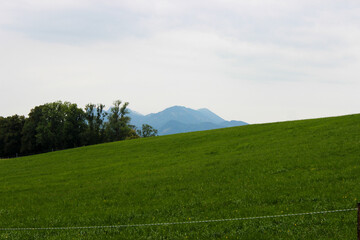 Beautiful green landscape with trees and grass and gray sky in background