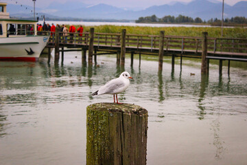 The gull on a wooden pole protruding from the water. Wooden pier in background