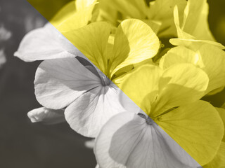 Leuchtender gelber und ultimativer grauer floraler Duotone-Hintergrund © tenkende