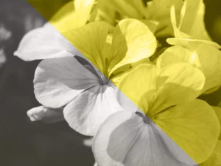 Leuchtender gelber und ultimativer grauer floraler Duotone-Hintergrund © tenkende
