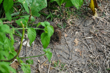 A close-up portrait of a Black Rat (Rattus rattus) as it emerges from a the forest and eating something