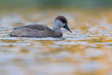 A female red-crested pochard (Netta rufina) swimming and foraging in a colorful pond in the city.