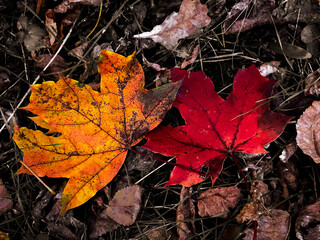 red maple leaf