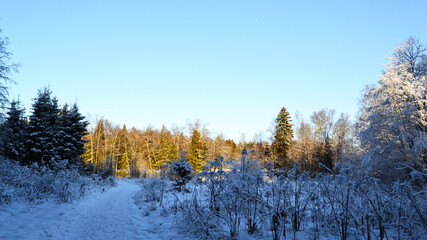 Road in the winter forest on a clear sunny day, trees in the snow
