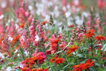A flower bed with orange, pink and white flowers - red trilliums, greyser whites  and others. Selective focus.