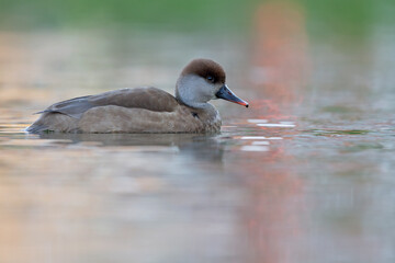 A female red-crested pochard (Netta rufina) swimming and foraging in a colorful pond in the city.