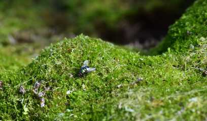 Fly on green moss