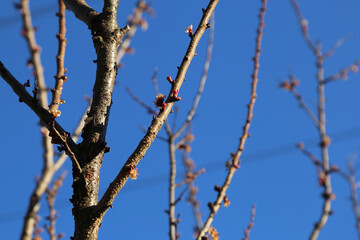 Tree bloom in spring time - branches of tree up close