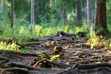 A forest path with many  roots of trees. Concepts of challenges and difficulties.