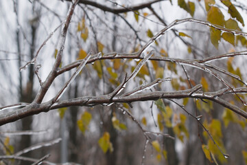 Winter background with frosty and ice-covered birch branches.