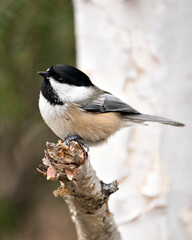 Chickadee Stock Photo. Chickadee close-up profile view on a birch tree branch with a blur background in its habitat, displaying grey feather plumage wings and tail, black cap head. Image. Picture. 