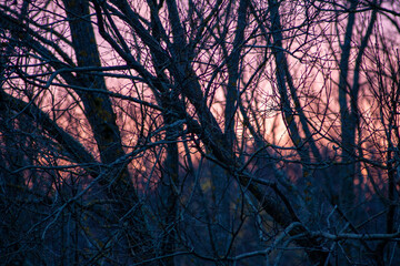 Sunset in the forest, purple dark background