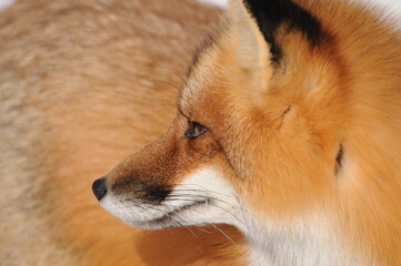 Red Fox stock photos. Fox Image. Picture. Portrait. Red fox head shot close-up profile side view looking to the left side in the winter season in its environment and habitat.