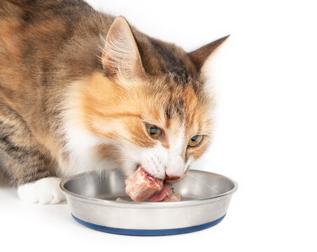 Cat eating a raw chicken neck piece out of a pet food dish. Concept for raw food diet for cats, dogs and pets or cats are carnivores. Selective focus and isolated on white.