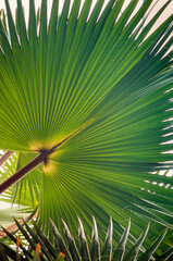 Palm frond leaves