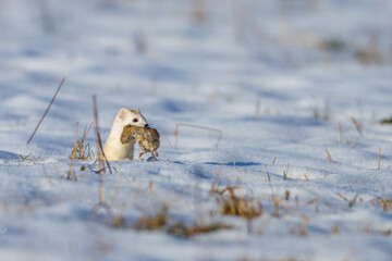 Hermelin (Mustela erminea) im Winterfell mit Maus