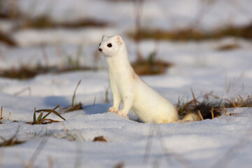 Hermelin (Mustela erminea) im Winterfell