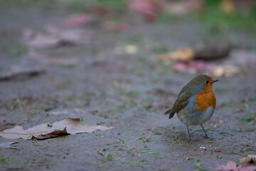 A bird and leaves on the ground, little bird
